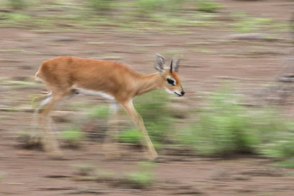 Çimenli Alanda Büyük Kulakları Ile Küçük Duiker Antilop Kruger Milli — Stok fotoğraf