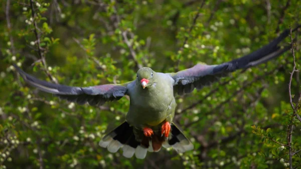 Piccione Verde Africano Cerca Cibo Nei Cespugli Kruger National Park — Foto Stock