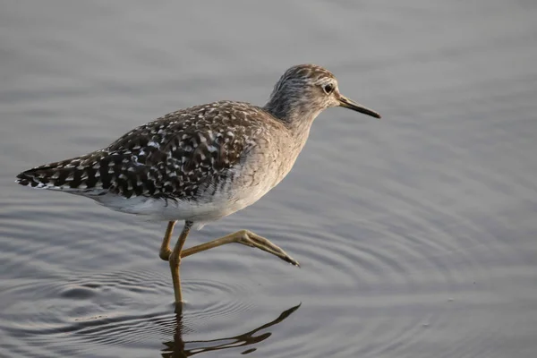 Flautista Arena Madera Buscando Comida Aguas Poco Profundas Del Río — Foto de Stock