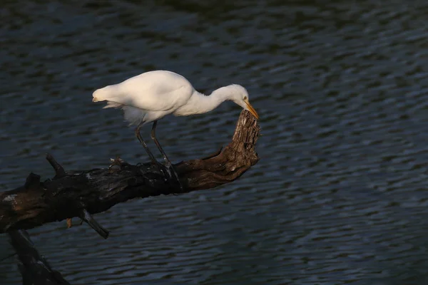 Maior Egret Caça Para Peixes Água Represa Arbusto Espinho Velho — Fotografia de Stock
