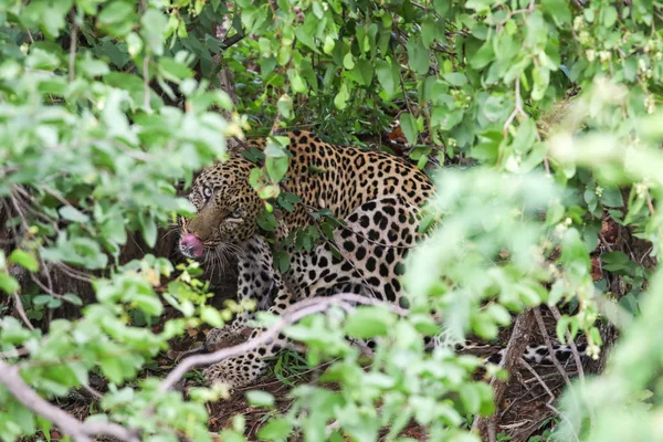 Leopardo Escondido Suelo Parque Nacional Kruger Sudáfrica — Foto de Stock