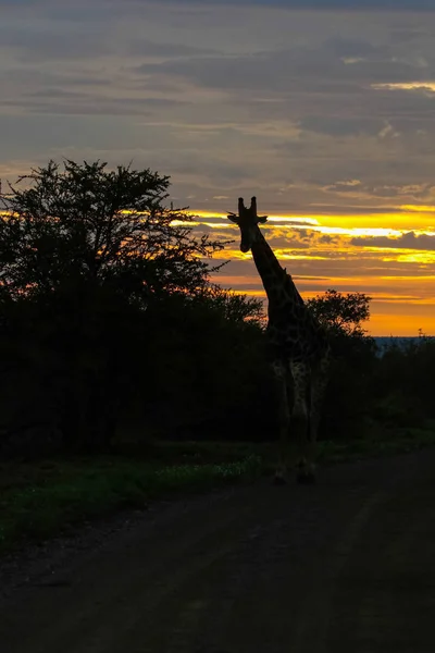 Giraffe walking in front of colorful sunrise, Kruger National Park, South Africa
