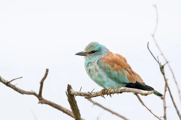 European roller blue bird sitting on top of bush, Kruger National Park