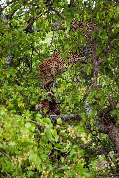 Леопард Ест Зебру Дереве Национальный Парк Крюгер Южная Африка — стоковое фото