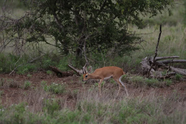 Malá Dušiková Antilopa Velkými Ušima Travnatých Polích Kruger National Park — Stock fotografie