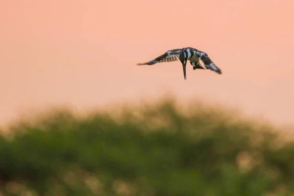 Pássaro Kingfisher Fundo Céu Azul — Fotografia de Stock
