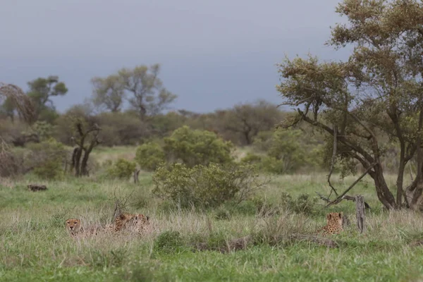 Leopardi Národním Parku Kruger Jižní Afrika — Stock fotografie