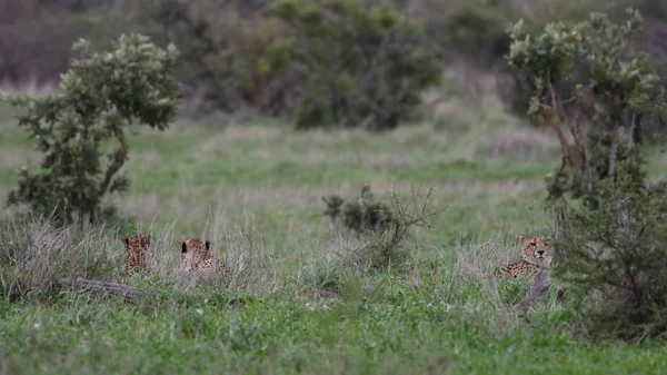 Kruger National Park Leoparları Güney Afrika — Stok fotoğraf