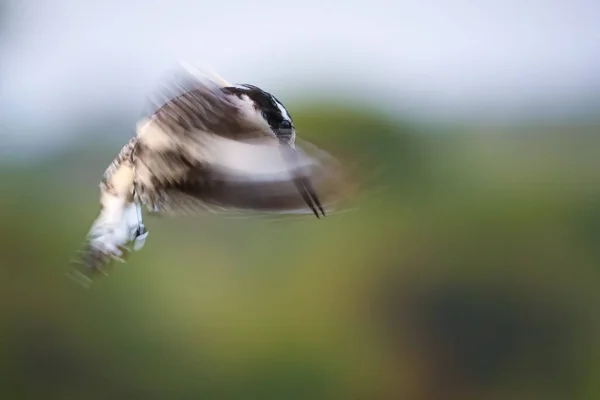 Pájaro Martín Pescador Que Flota Cielo Con Alas Rápidas Mientras —  Fotos de Stock