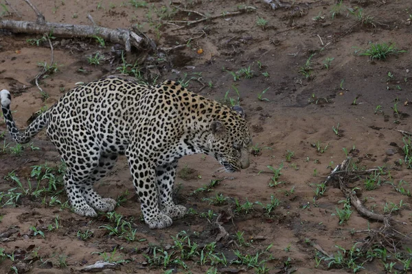 Leopard walking on sandy ground, Kruger National Park, South Africa