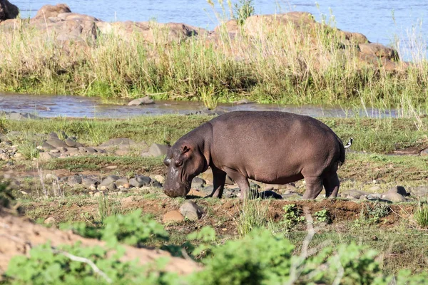 Hipopotam Kruger National Park Afryka Południowa — Zdjęcie stockowe