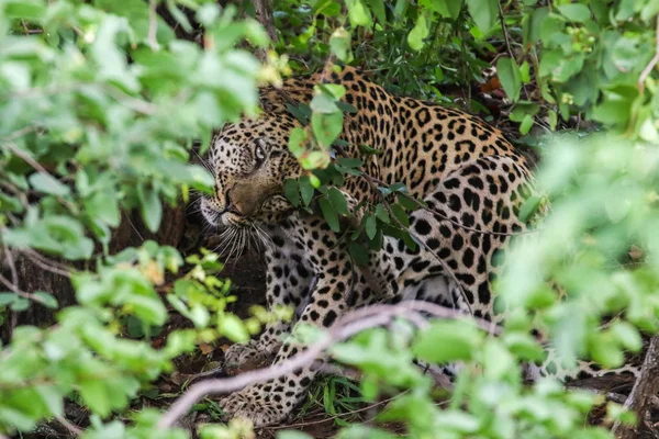 Leopard lying hidden on ground, Kruger National Park, South Africa