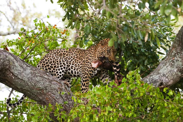 Leopard Äta Zebra Ben Träd Kruger National Park Sydafrika — Stockfoto