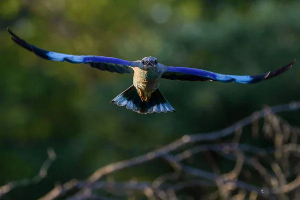 Blue European Roller Bird Kruger National Park Sud Africa — Foto Stock