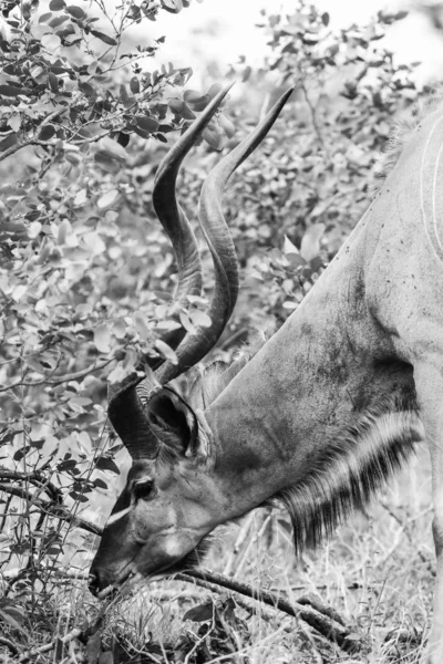 Kudu Antelope Eating Trees Bushy Area Kruger National Park South — Stock Photo, Image