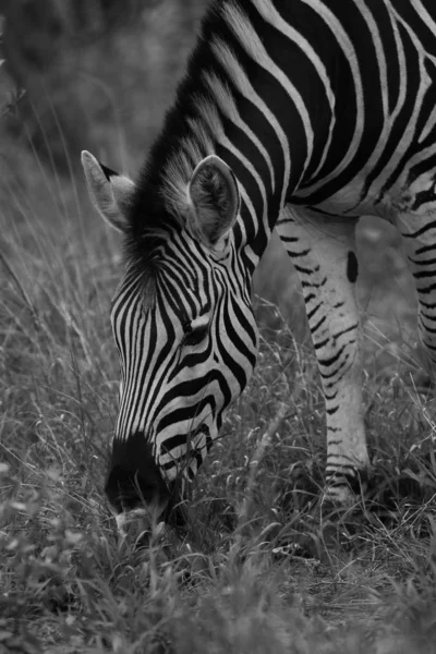 Zebra Mit Schwarz Weißen Streifen Das Gras Frisst Kruger Nationalpark — Stockfoto