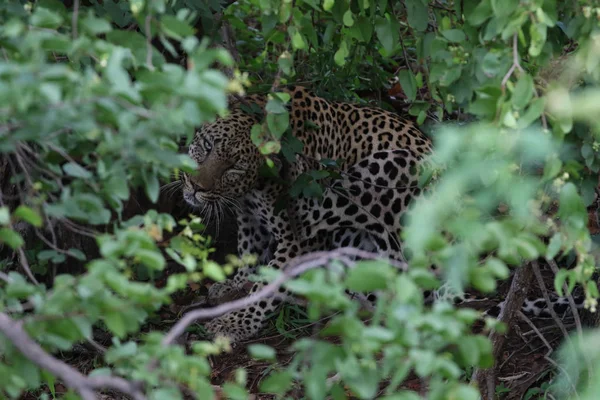 Leopardo Escondido Suelo Parque Nacional Kruger Sudáfrica — Foto de Stock