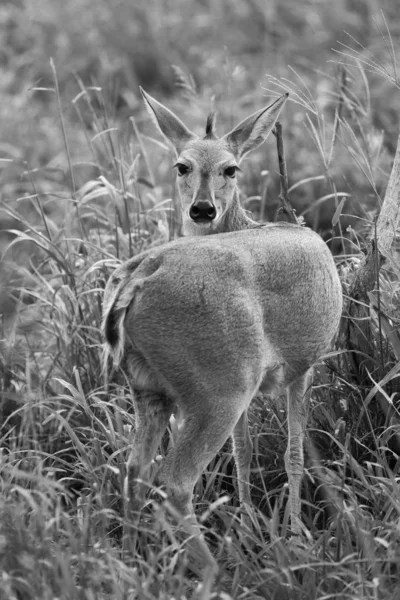 Malá Antilopa Národním Parku — Stock fotografie