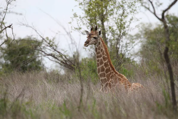 Giraffe with long neck in bush looking for leaves to eat, Kruger National Park