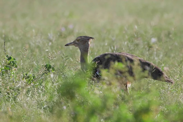 Кори Bustard Птицы Расхаживающие Высокой Траве Национальный Парк Крюгера — стоковое фото