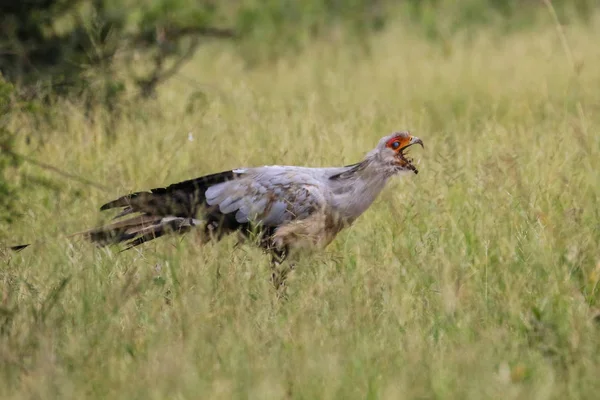 Secretary bird hunting for food in long grass, Kruger National Park, South Africa