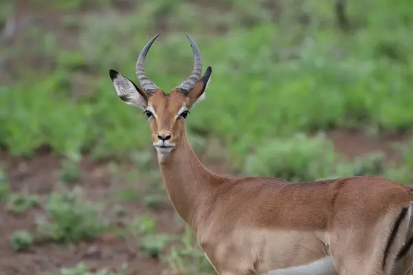 Impala Ram Walking Droge Rivierbedding Nationaal Park Kruger — Stockfoto
