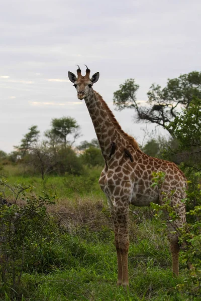 Giraffe Standing Open Bush Looking Danger Africa — Stock Photo, Image