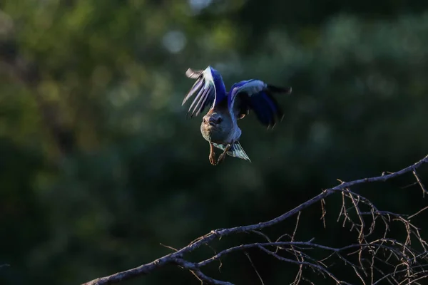 Blue European Roller Bird Kruger National Park Sud Africa — Foto Stock