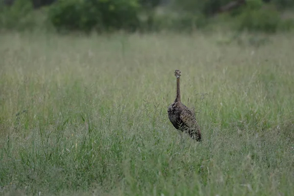 Feketehasú Korhaan Madár Hosszú Nyaka Vastag Legelő Kruger Nemzeti Park — Stock Fotó