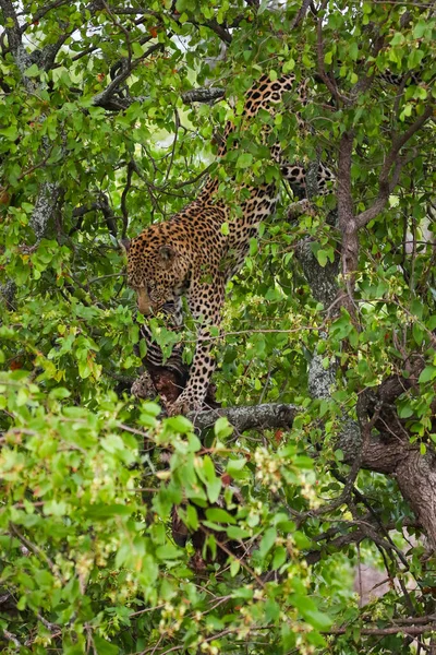 Leopard Äta Zebra Ben Träd Kruger National Park Sydafrika — Stockfoto