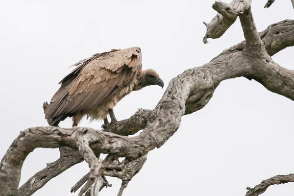 White Backed Vulture Bird Dead Tree Clear Sky Background Kruger — Stockfoto