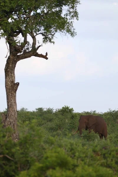 Африканский Слон Движется Через Лесной Куст Поисках Пищи Национальный Парк — стоковое фото