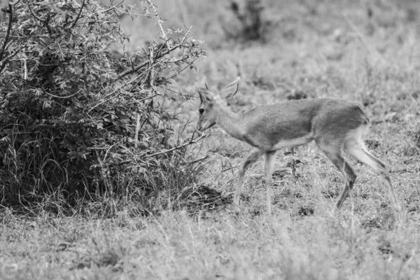 Pequeno Antílope Duiker Com Orelhas Grandes Campo Gramado Parque Nacional — Fotografia de Stock