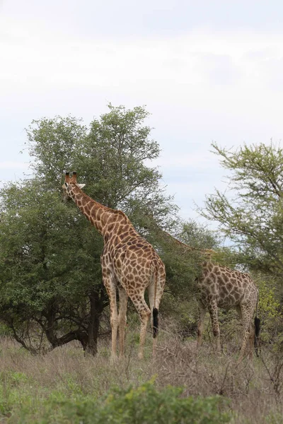 Girafes Long Cou Buisson Recherche Feuilles Manger Parc National Kruger — Photo