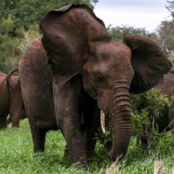 Elefante Africano Enojado Corriendo Cargando Arbusto Parque Nacional Kruger — Foto de Stock