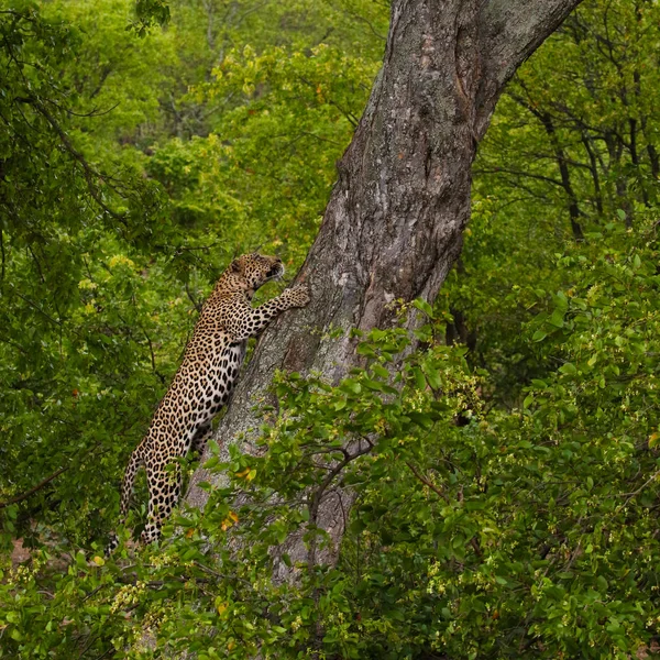 Leopard climbing on big tree with strong legs, Kruger National Park, South Africa