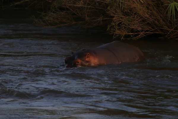 Grande Hipopótamo Territorial Procura Luta Água Rio Kruger National Park — Fotografia de Stock