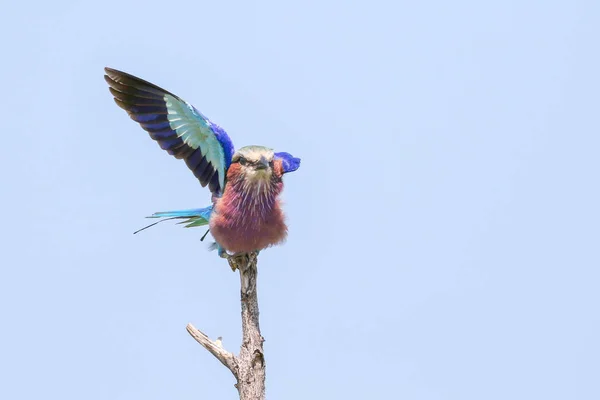 Színes Lilac Gombolású Görgő Egy Ágon Tiszta Égbolt Háttérrel Kruger — Stock Fotó