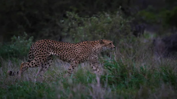 Kruger Ulusal Parkı Nda Yürüyen Leopar Güney Afrika — Stok fotoğraf