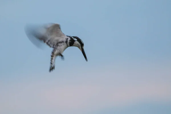 Pied Kingfisher Πουλί Που Πετά Στον Ουρανό Γρήγορα Φτερά Ενώ — Φωτογραφία Αρχείου