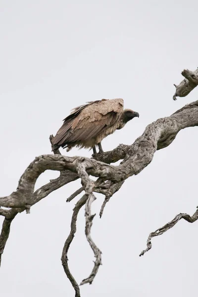White Backed Vulture Bird Dead Tree Clear Sky Background Kruger — Stockfoto
