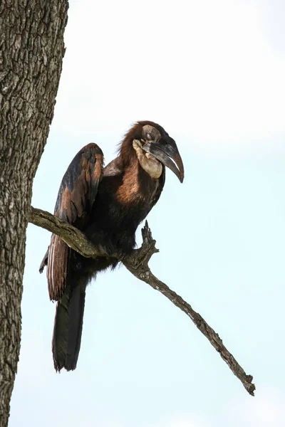 Hornbill Peligro Extinción Árbol Sudáfrica —  Fotos de Stock