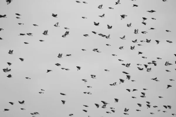 Aquecimento Rebanho Pássaros Voando Céu Claro Kruger National Park — Fotografia de Stock