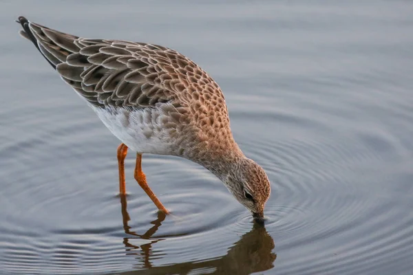 Flautista Arena Madera Buscando Comida Aguas Poco Profundas Del Río — Foto de Stock