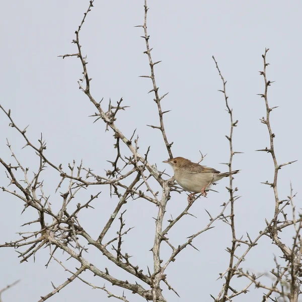 Retrato Pájaro Cisticola Levaillant Una Rama — Foto de Stock