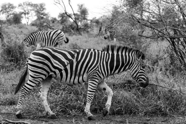 Zebre Con Strisce Bianche Nere Che Mangiano Erba Kruger National — Foto Stock