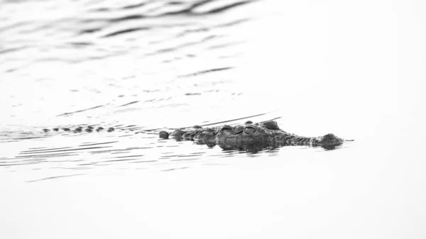 Krokodil Wasser Kruger Nationalpark — Stockfoto