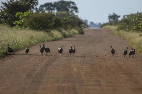 Rodzina Perliczek Hełmem Biegających Żwirowej Drodze Park Narodowy Kruger — Zdjęcie stockowe