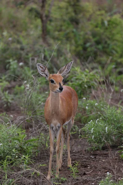 Pequeno Antílope Duiker Com Orelhas Grandes Campo Gramado Parque Nacional — Fotografia de Stock