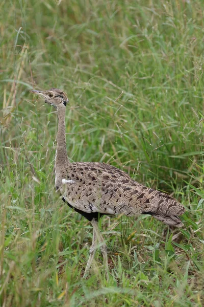 Black Bellied Korhaan Promenader Långt Gräs Kruger National Park Sydafrika — Stockfoto